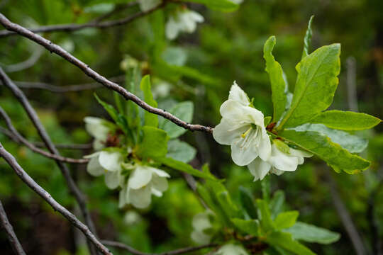 Image of Cascade Azalea