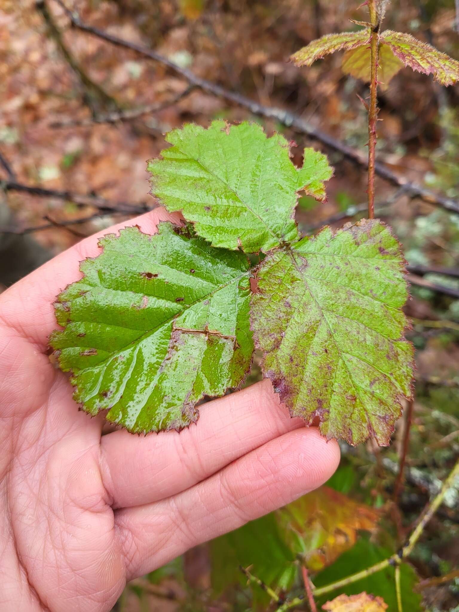 Image of Rubus lainzii H. E. Weber