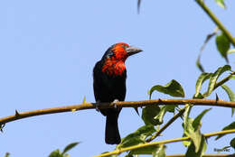 Image of Black-billed Barbet