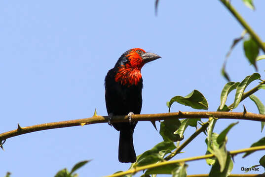 Image of Black-billed Barbet