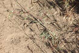 Image of Gayophytum diffusum subsp. parviflorum Lewis & Szweyk.