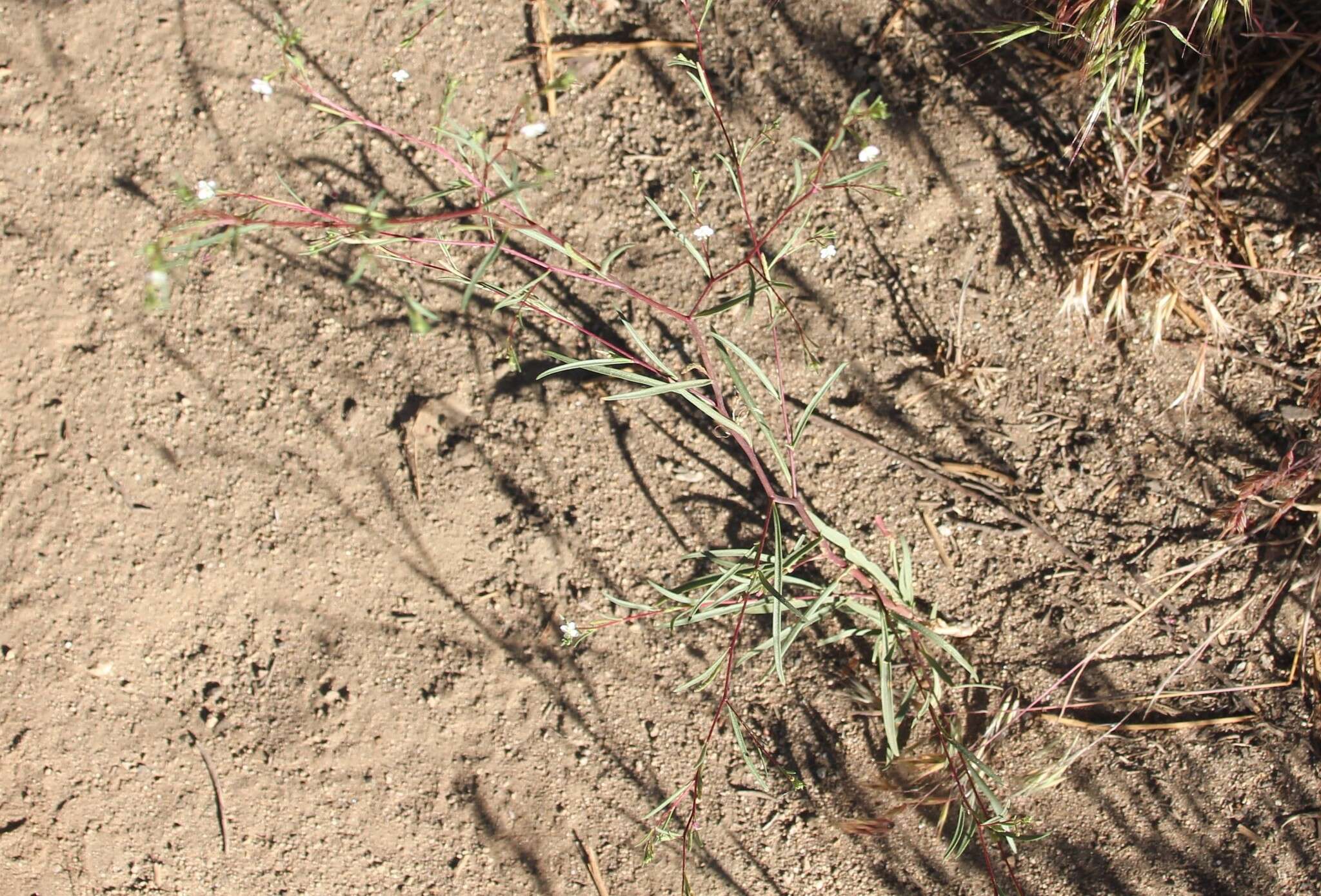 Image of Gayophytum diffusum subsp. parviflorum Lewis & Szweyk.