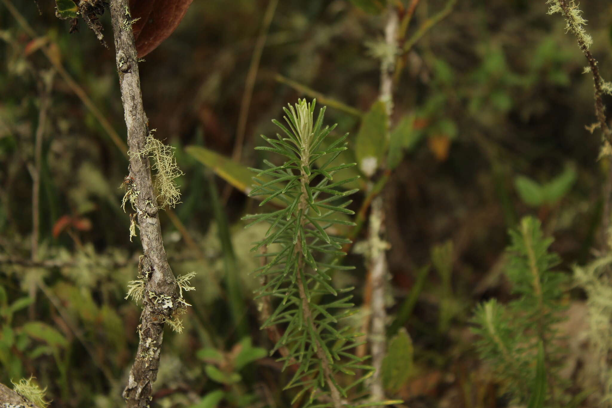 Image of Diplostephium rosmarinifolium (Benth.) Wedd.