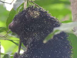 Image of Andean porcupine