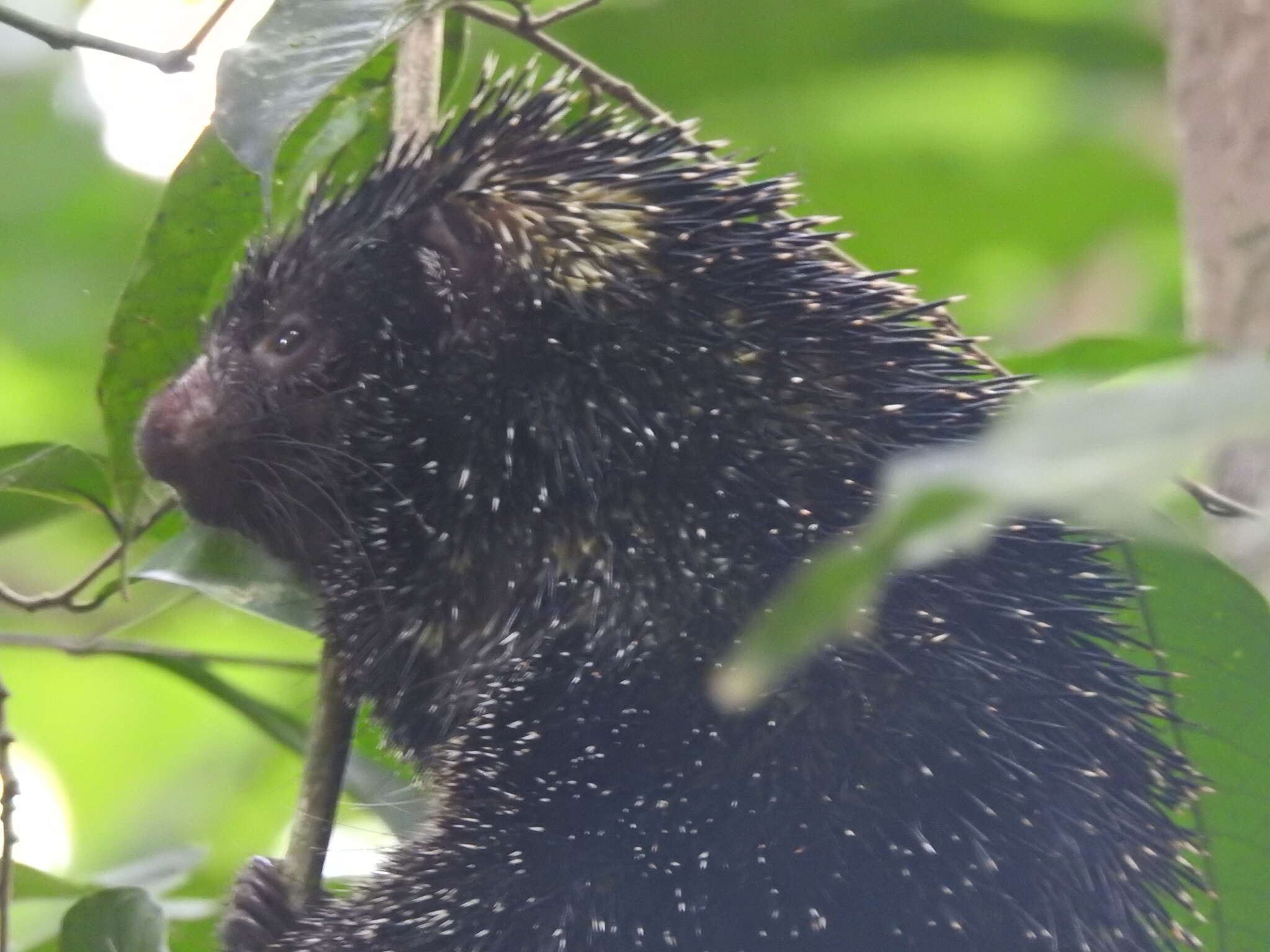 Image of Andean porcupine