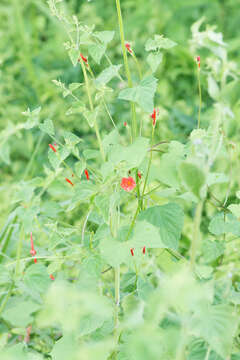 Image of Ipomoea coccinea L.