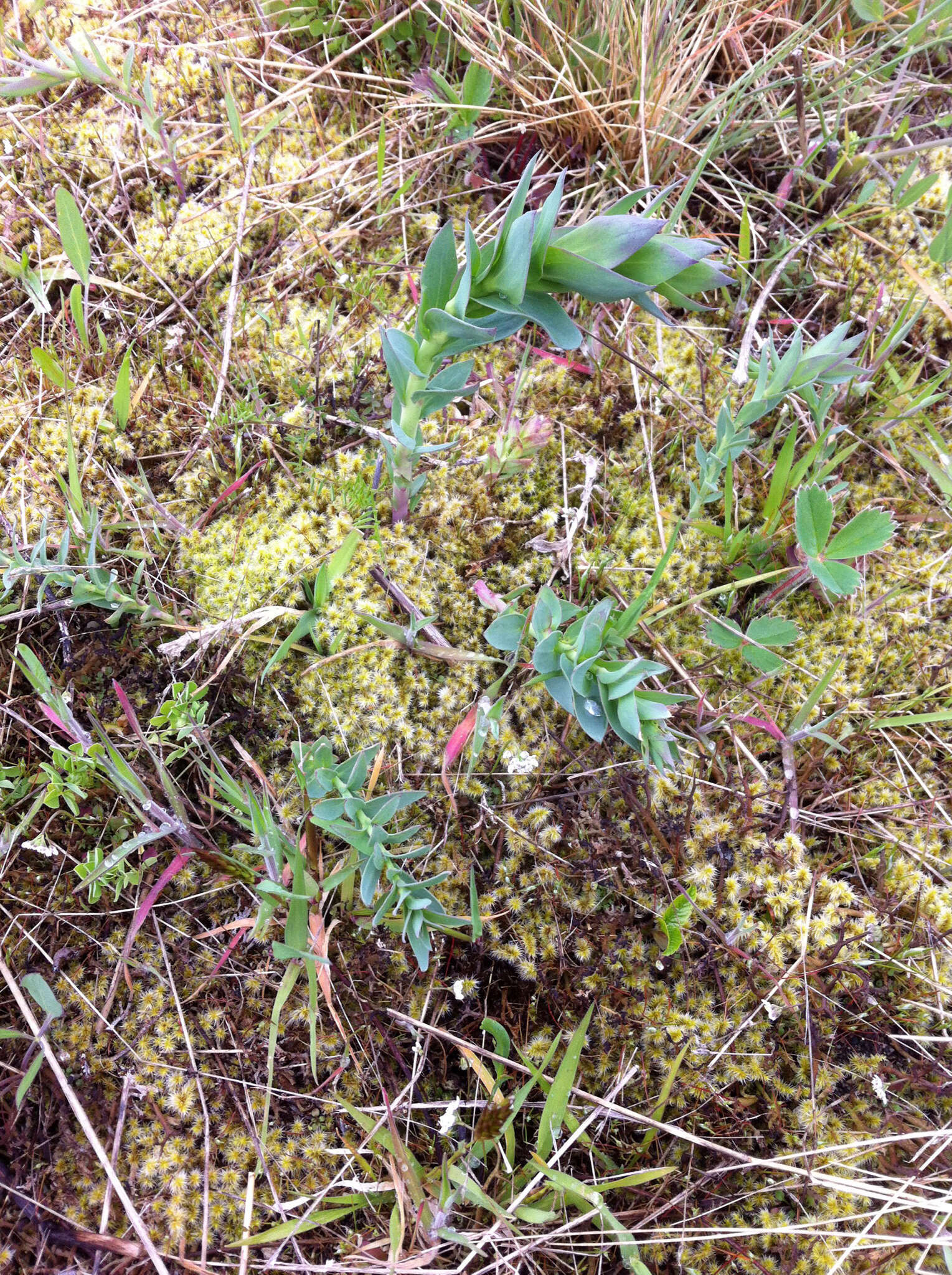 Plancia ëd Linaria dalmatica (L.) Mill.