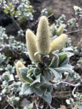 Image de Salix lanata L.