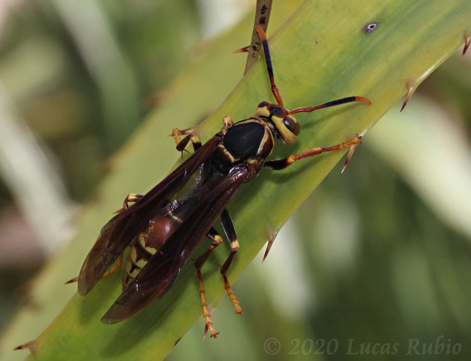 Image of Polistes buyssoni Brethes 1909