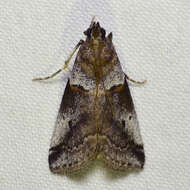 Image of Acrobasis comptella Ragonot 1887