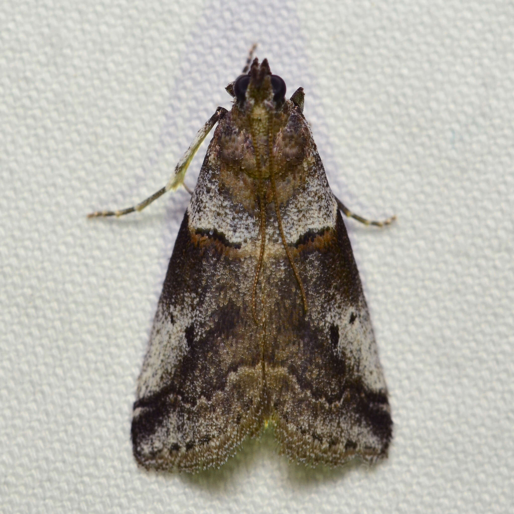 Acrobasis comptella Ragonot 1887 resmi