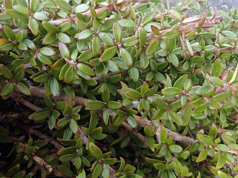 Image of Coprosma propinqua var. latiuscula Allan