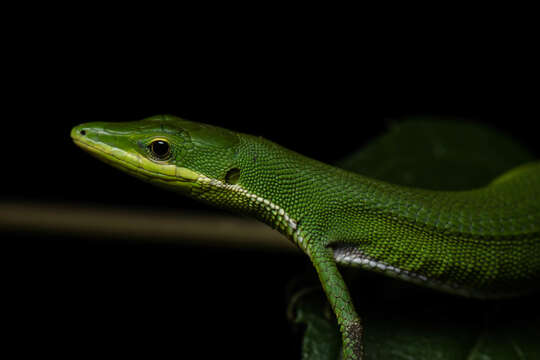 Image of Koshun Grass Lizard