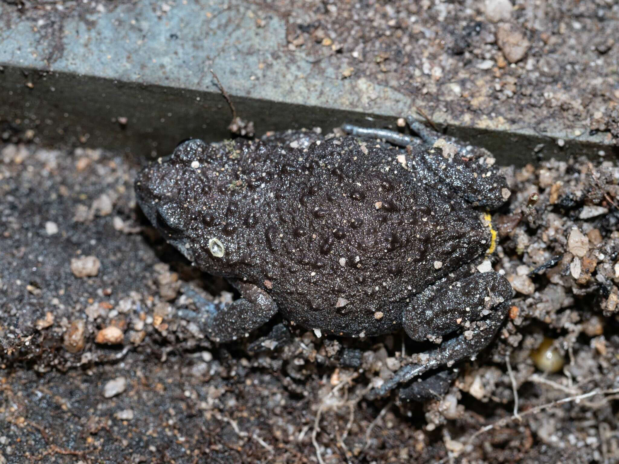 Image of Dendy’s Toadlet