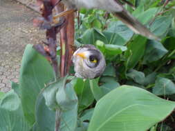 Image of Manorina melanocephala lepidota Schodde & I. J. Mason 1999