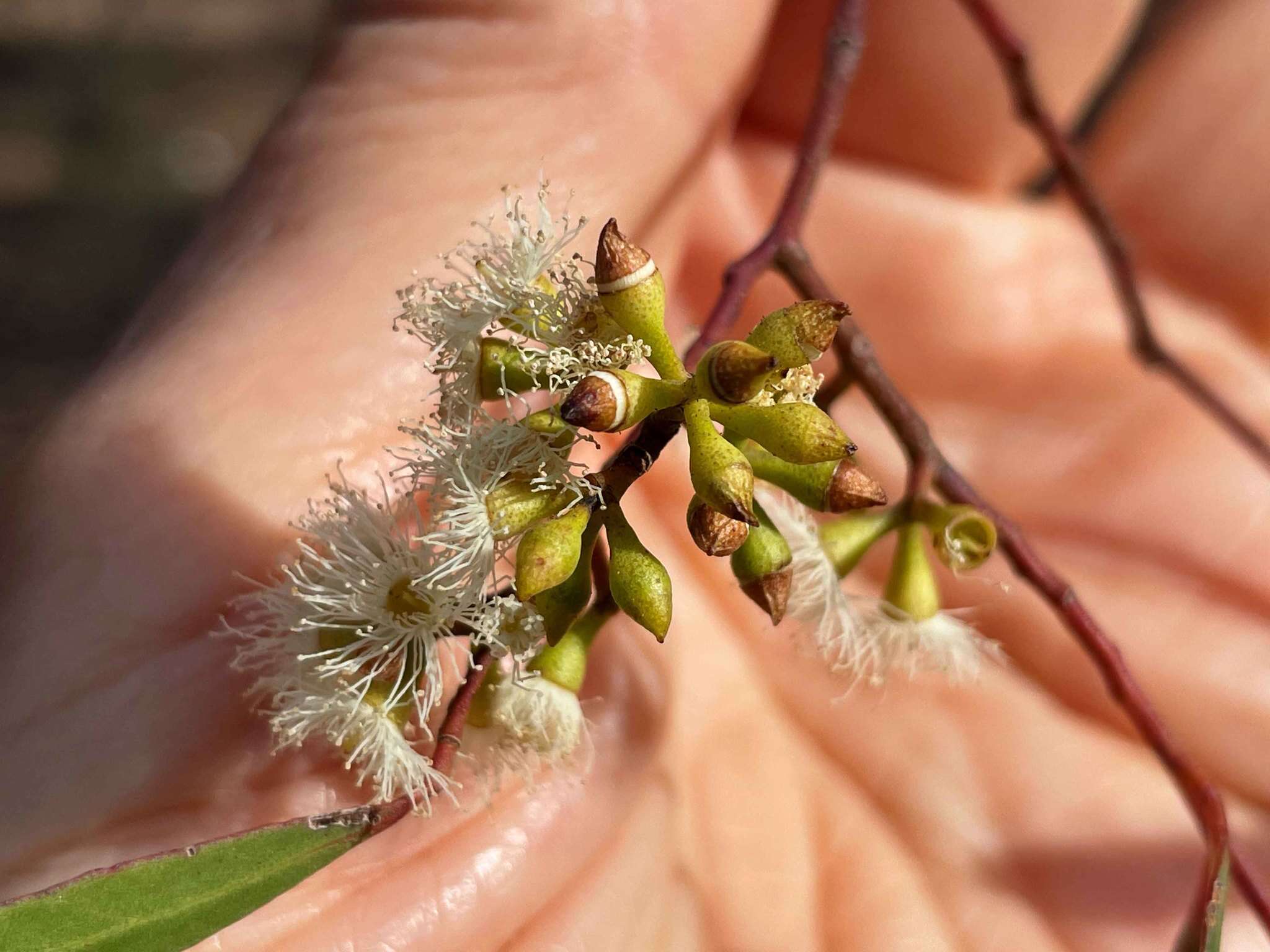 Image of Eucalyptus woollsiana F. Müll. ex R. T. Baker