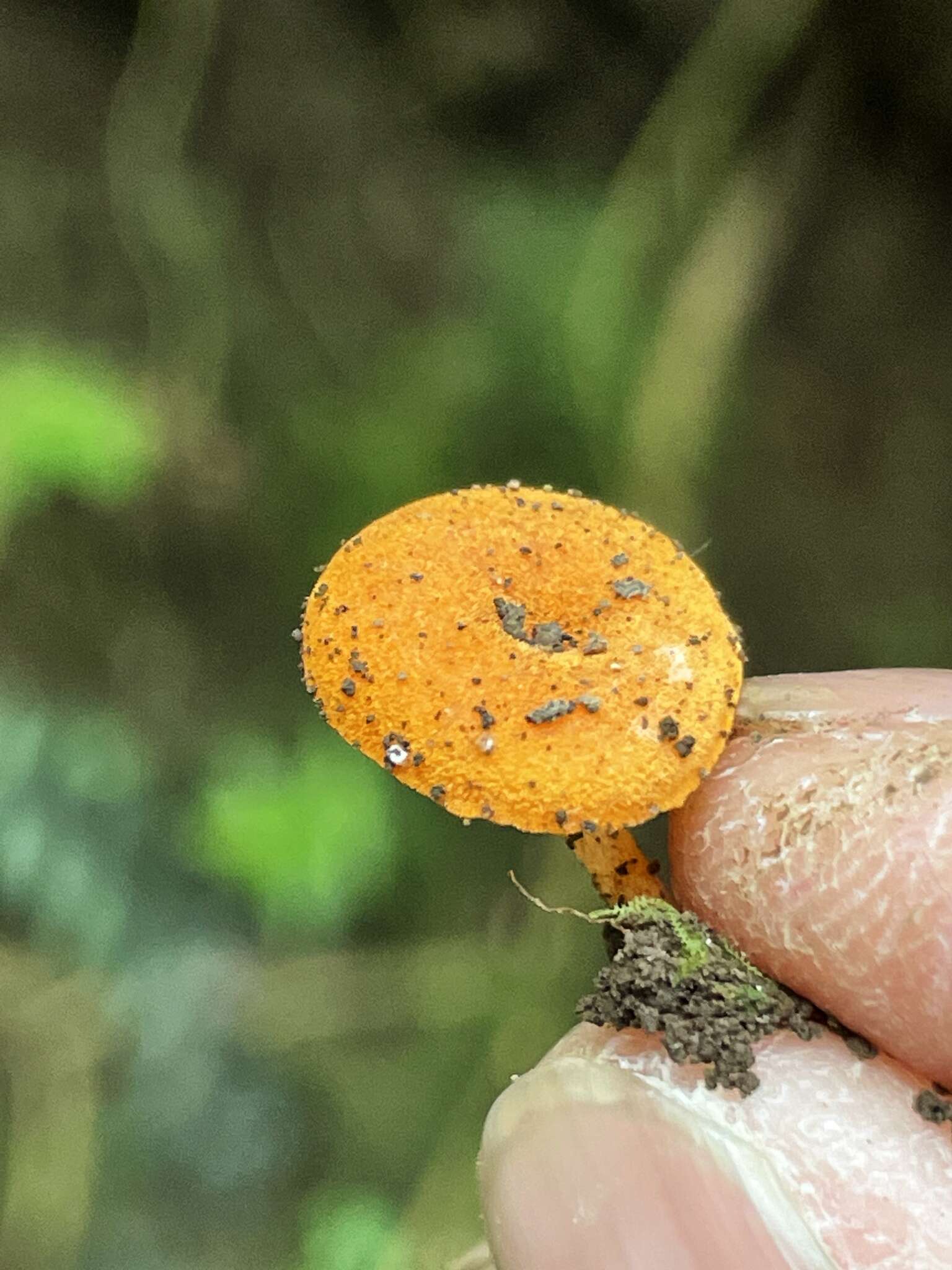 Image de Lactocollybia aurantiaca Singer 1952