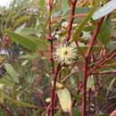 Imagem de Eucalyptus argutifolia P. M. Grayling & M. I. H. Brooker