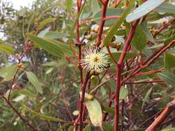 Imagem de Eucalyptus argutifolia P. M. Grayling & M. I. H. Brooker