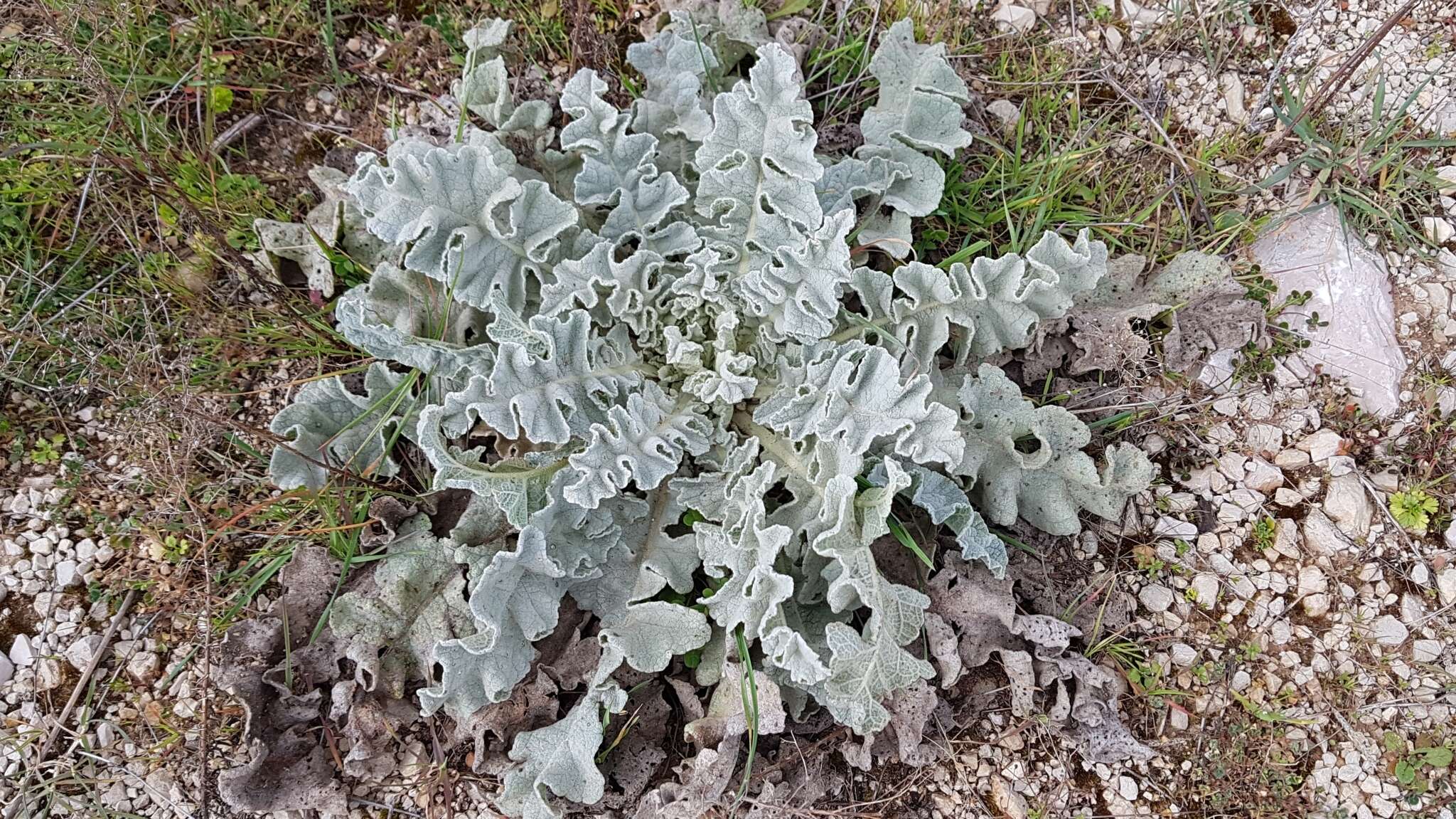 Image of Verbascum undulatum Lam.