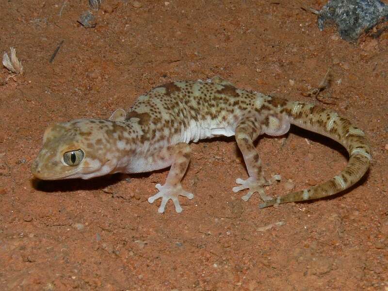 Image of Byrne's Gecko