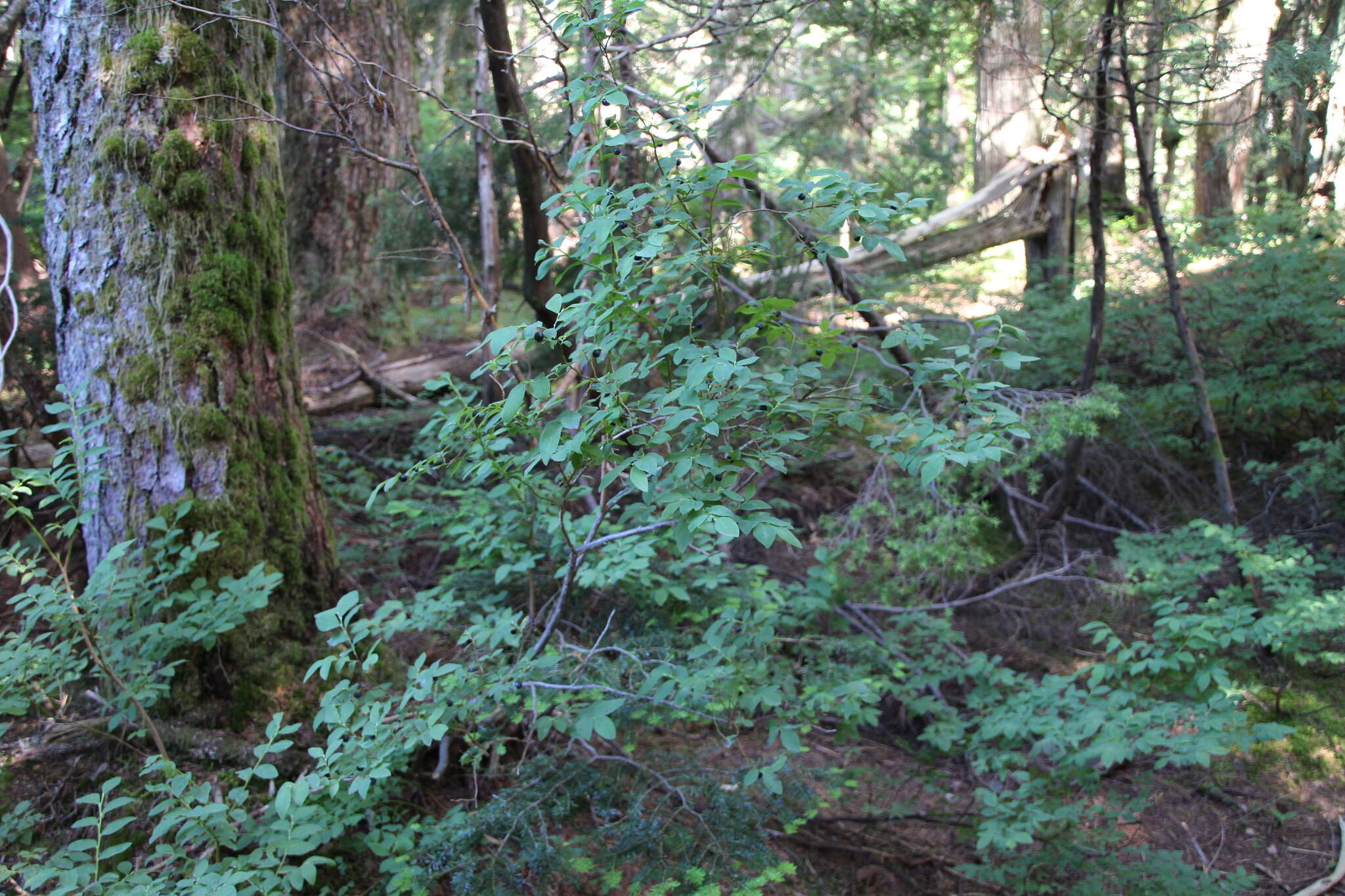 Image de Vaccinium alaskaense Howell