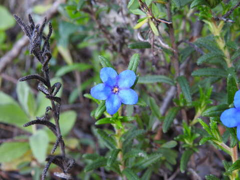 Glandora prostrata subsp. lusitanica (Samp.) D. C. Thomas resmi