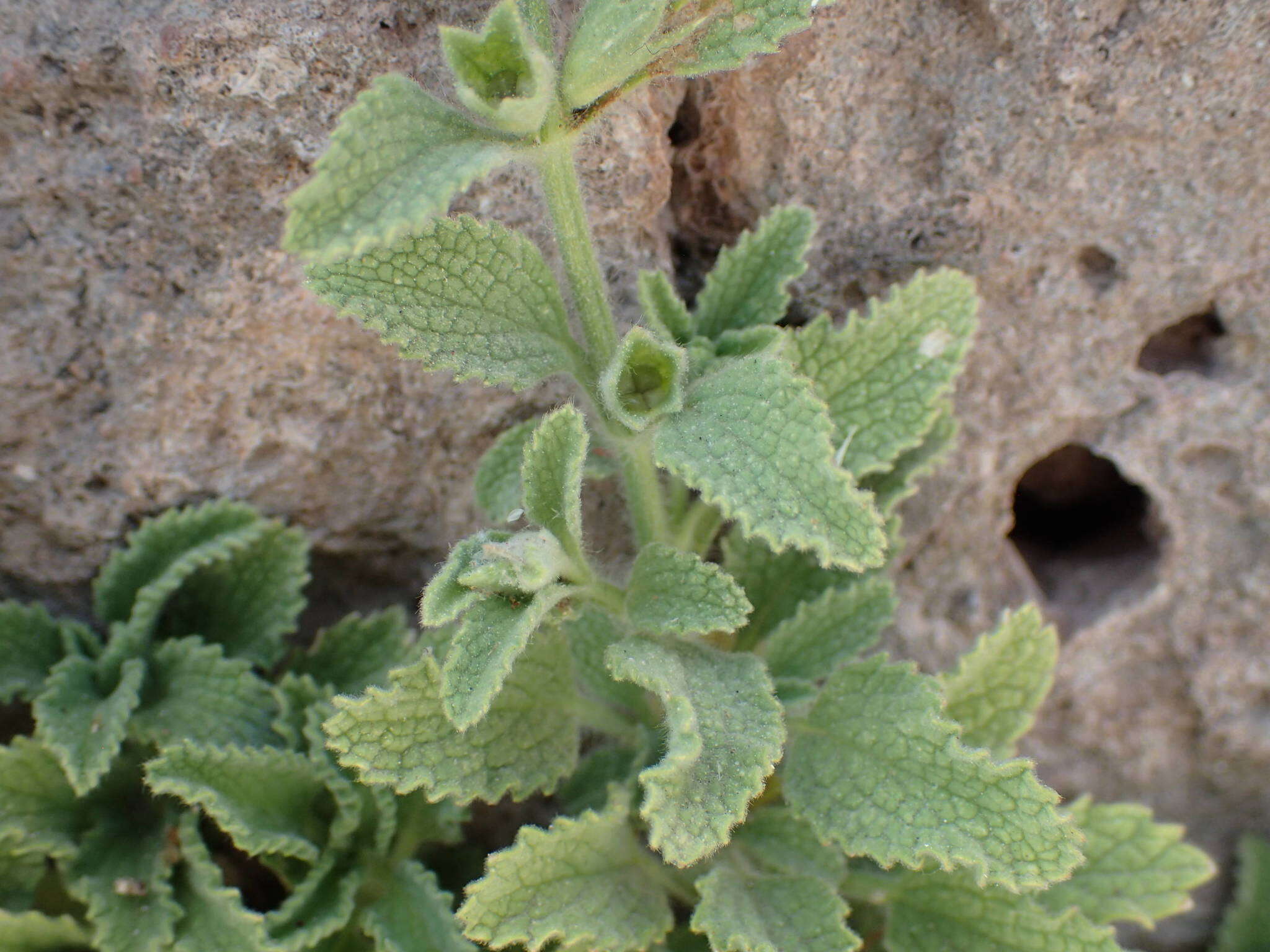 Слика од Stachys swainsonii Benth.