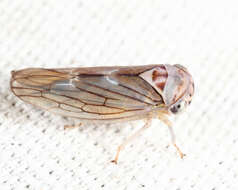 صورة Populicerus lachrymalis (Fitch 1851)