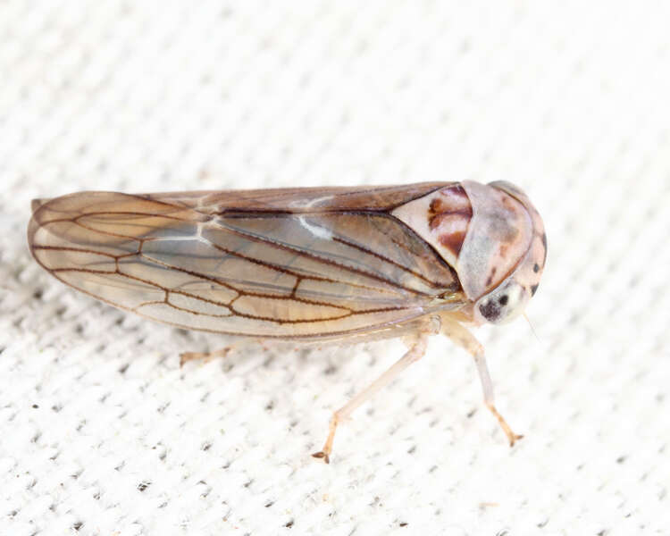 Image of Populicerus lachrymalis (Fitch 1851)