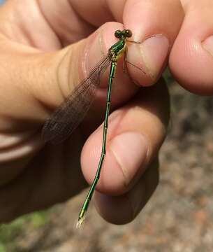 Image of Lestes temporalis Selys 1883