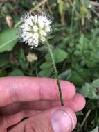 Image of small teasel