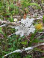 Image of shield lichen