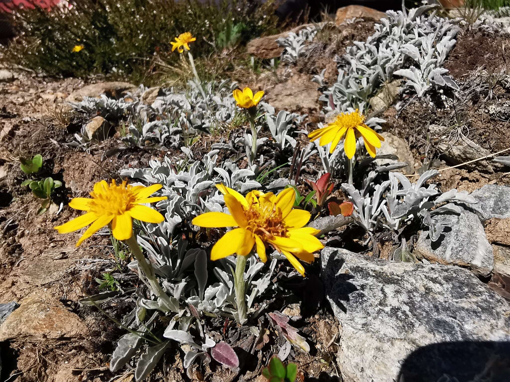 Imagem de Jacobaea uniflora (All.) Veldkamp