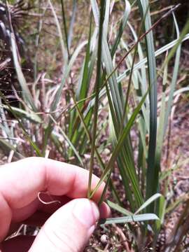 Rhynchospora fascicularis (Michx.) Vahl的圖片