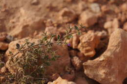 Image of Fagonia glutinosa Del.