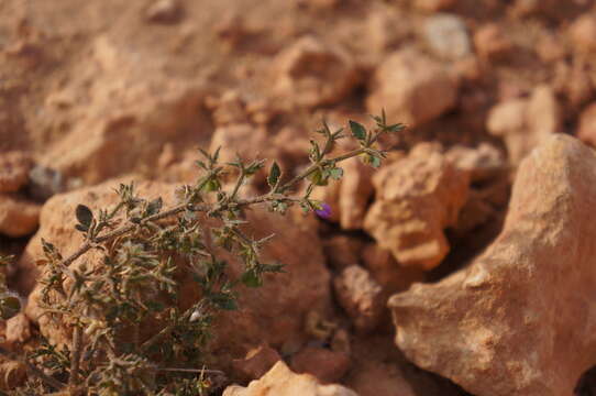 Image of Fagonia glutinosa Del.