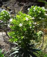 Image of Echium decaisnei Webb & Berth.