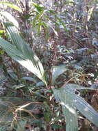 Sivun Dypsis hildebrandtii (Baill.) Becc. kuva