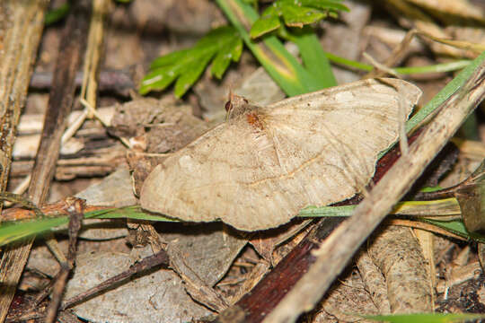 Image of Velvetbean Caterpillar Moth