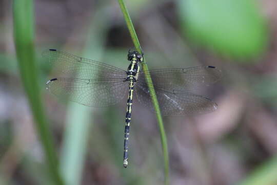 Image of Choristhemis Tillyard 1910