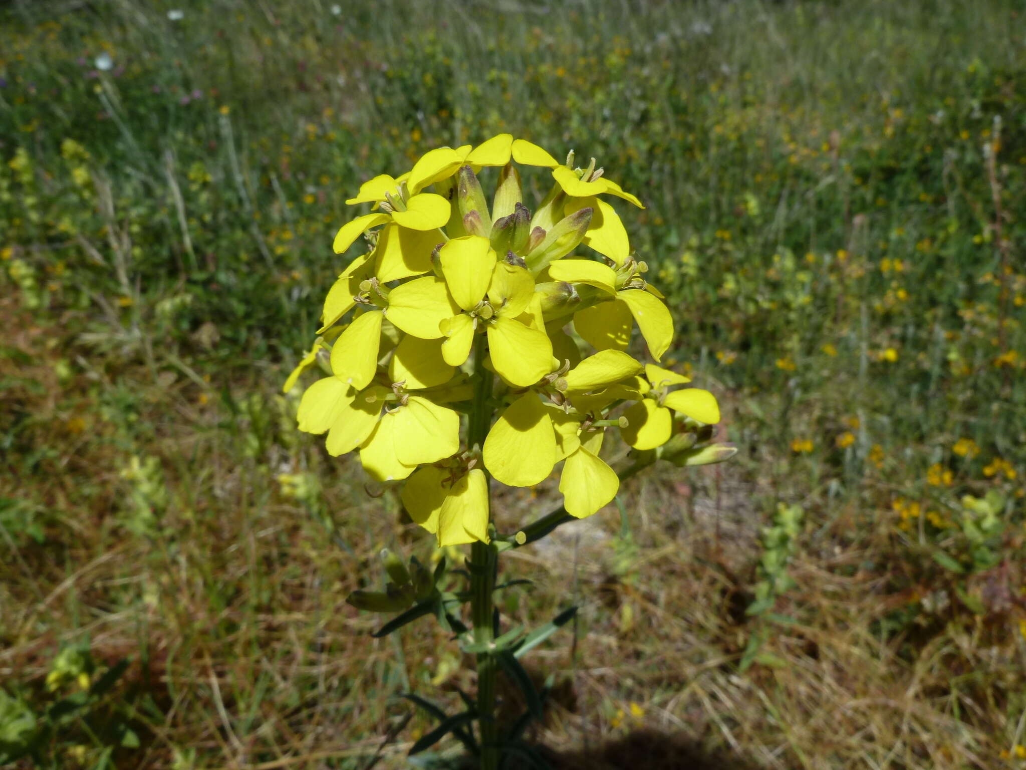 صورة Erysimum maremmanum