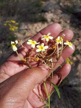 Image of Polycarena