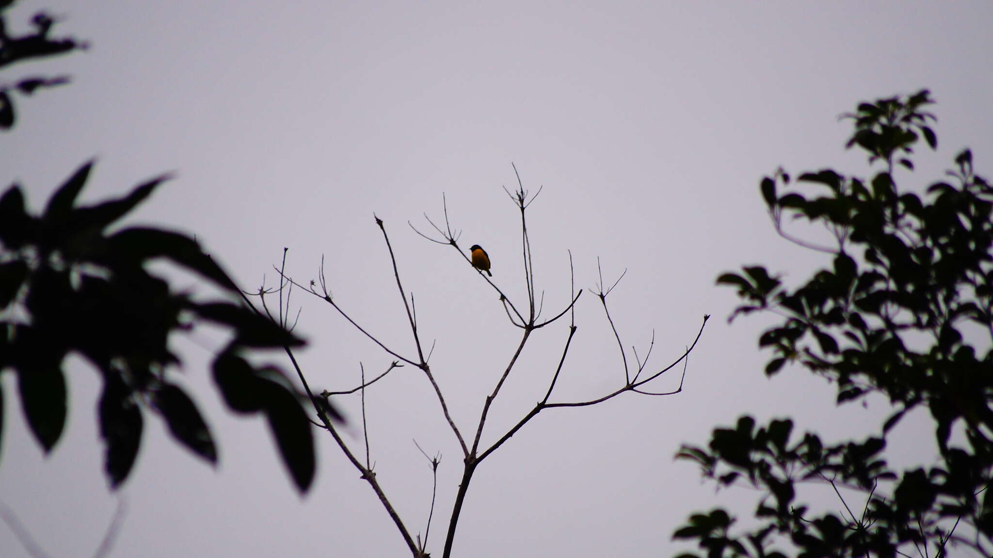 Image of scrub euphonia