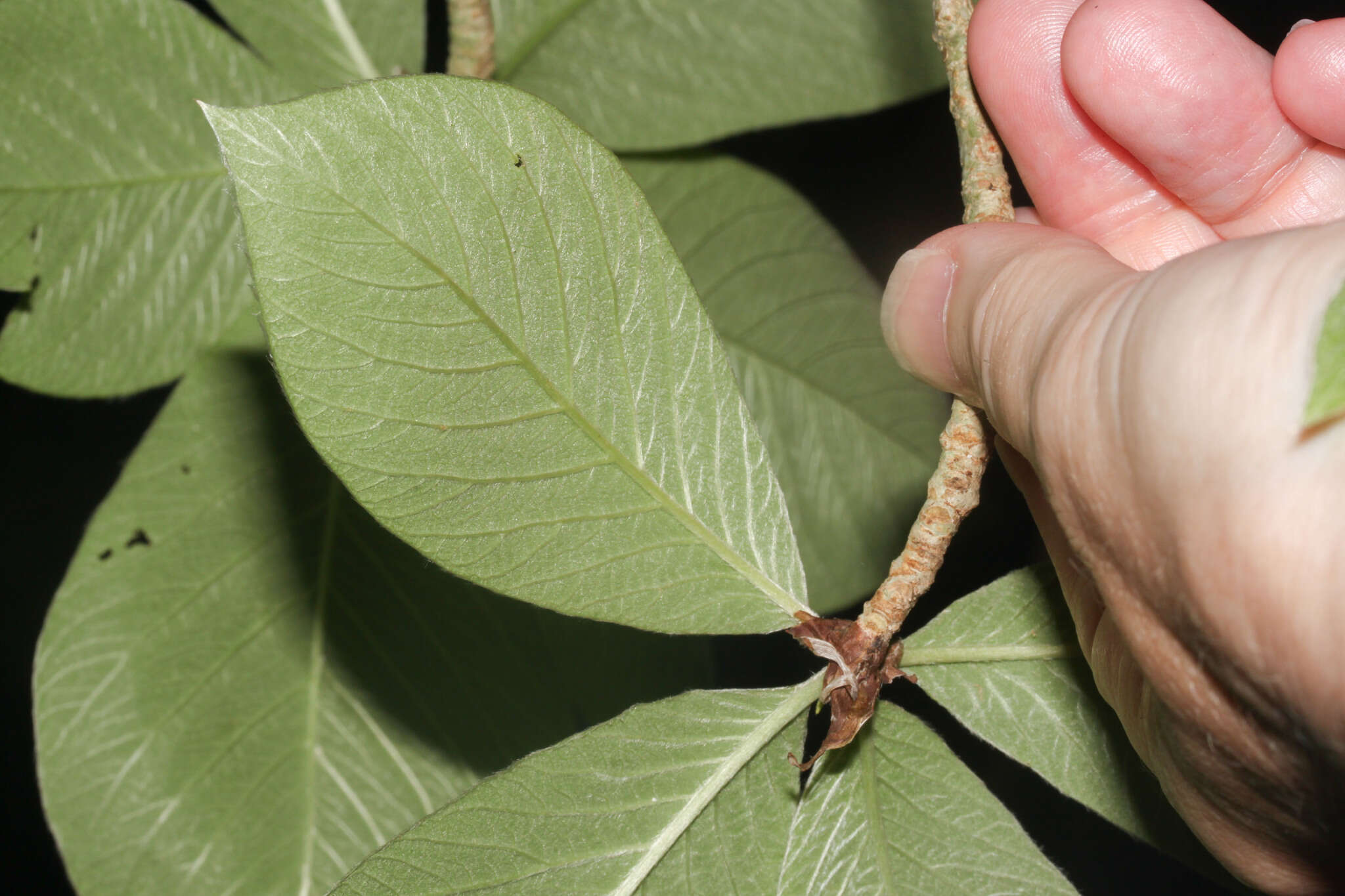 Image of Chomelia spinosa Jacq.