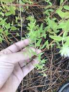 Image of Appalachian Mountain-Mint