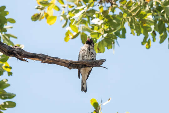 Image of Greater Honeyguide