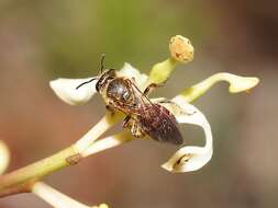 Lasioglossum hiltacum (Smith 1853)的圖片