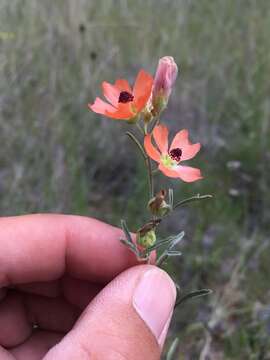 صورة Sphaeralcea digitata (Greene) Rydb.