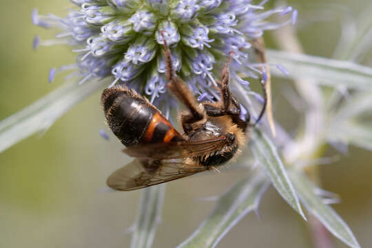 Image of Andrena rosae Panzer 1801